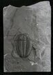 Top Quality Elrathia Trilobite - #9179-1